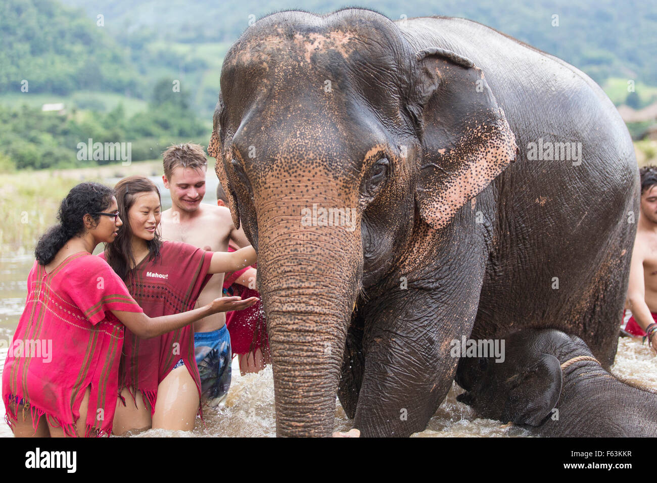 Elephant Sanctuary in Thailand Stockfoto