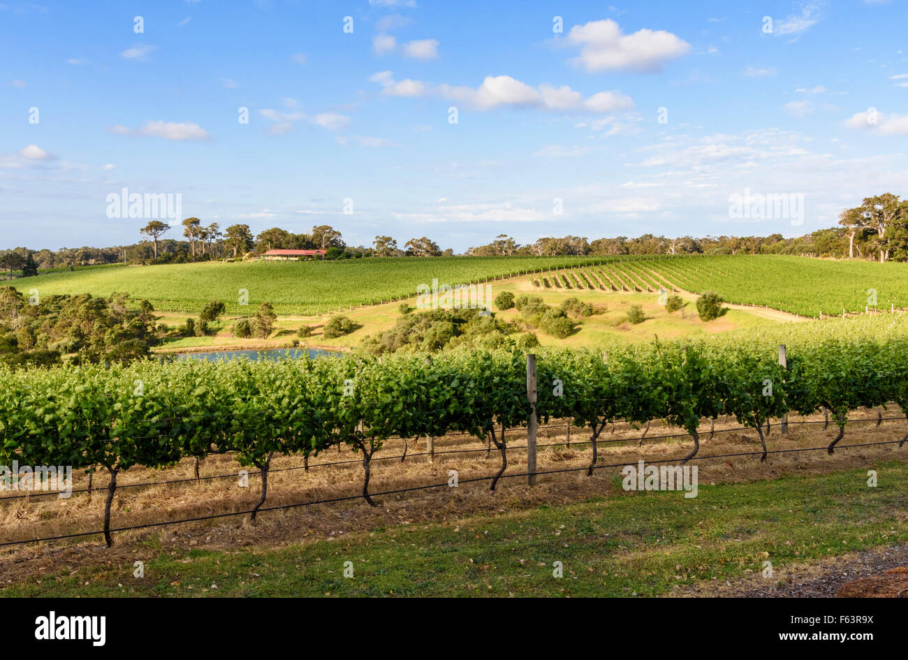 Weinreben im Testamente Domain Weinberg, Yallingup, Westaustralien Stockfoto