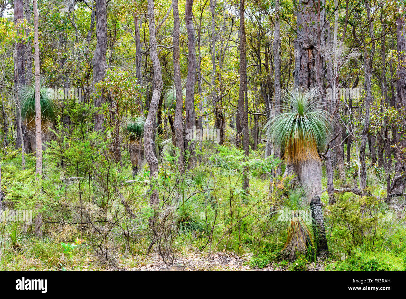 Grasstree im nativen Buschland im Westen Australiens Südwesten Stockfoto