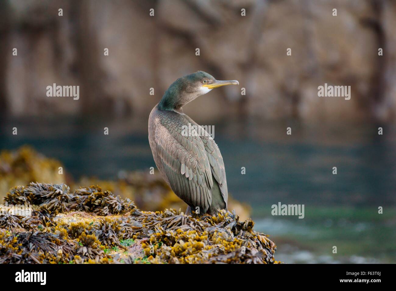 Europäische Shag thront auf Algen Felsen, Farne Inseln, Großbritannien Stockfoto