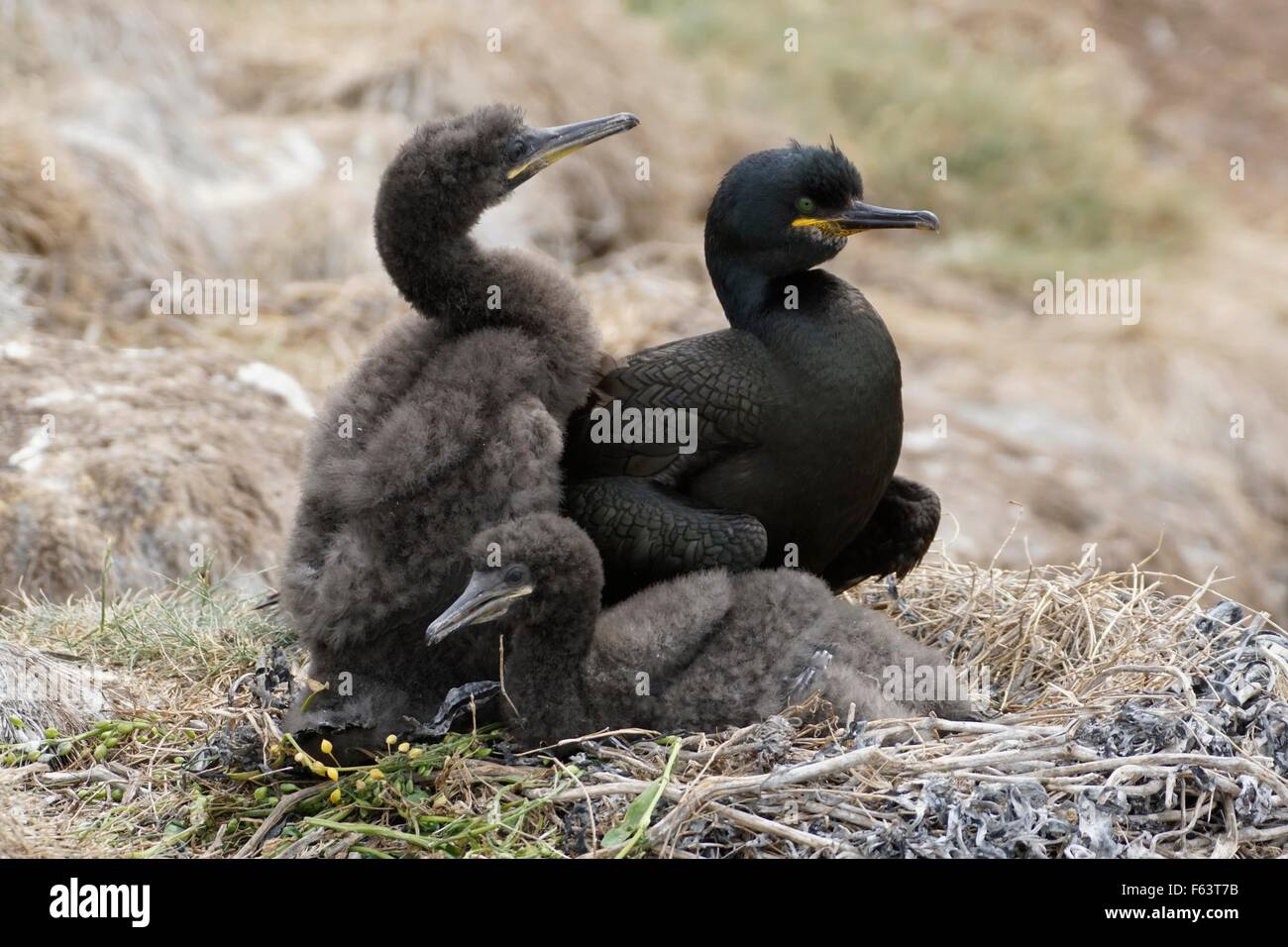 Shag-Familie mit jungen Jugendlichen Küken auf dem Nest in die Farne Inseln England uk Stockfoto