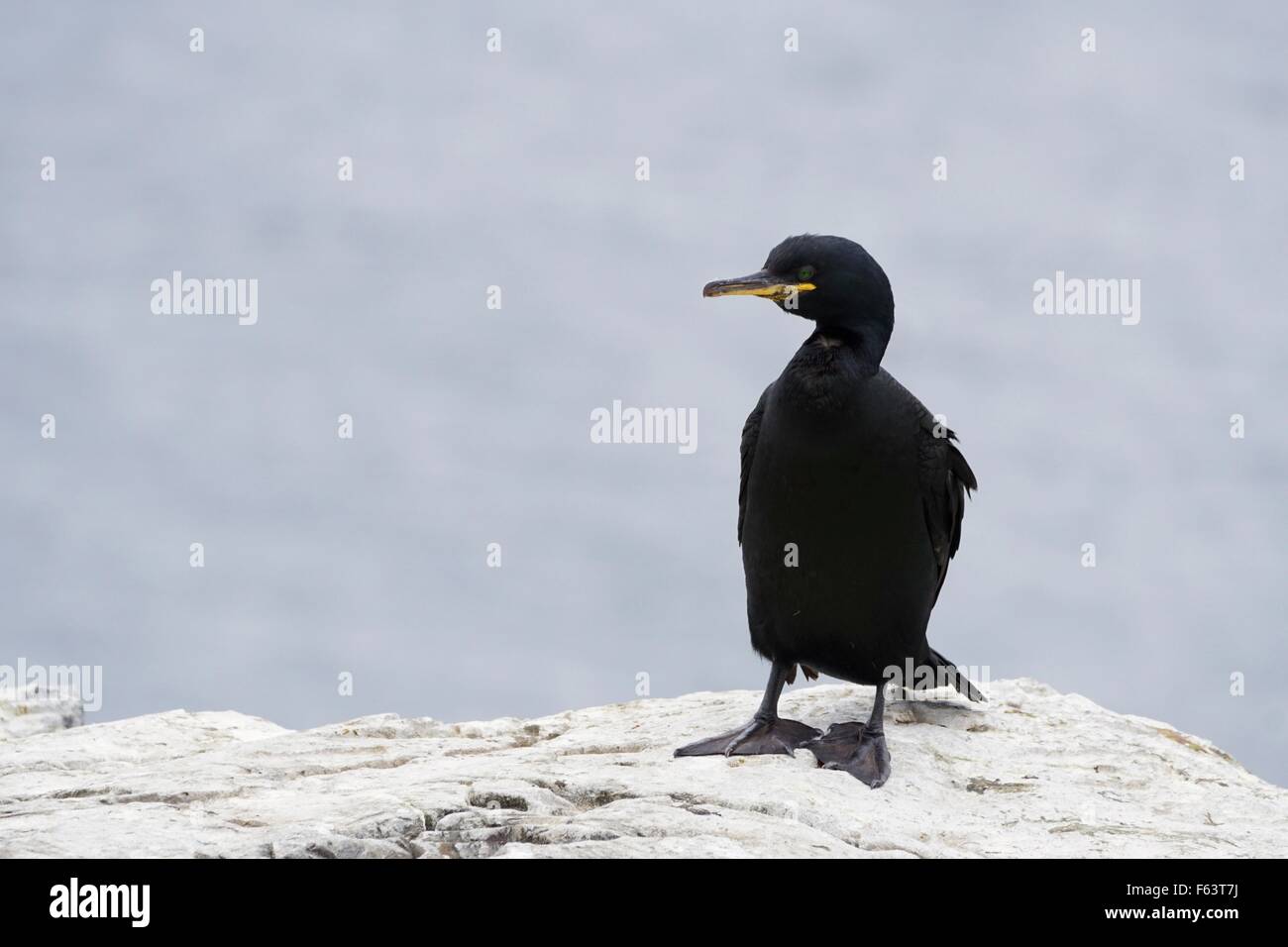 Ein Erwachsener Shag steht auf weißen Felsen mit Meer im Hintergrund, Farne Islands, Northumberland, England, uk Stockfoto