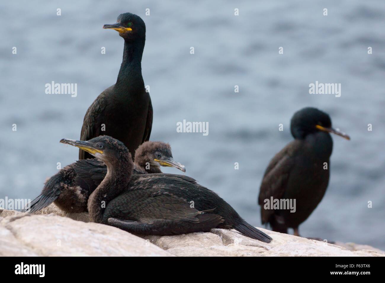 Eine Familie von europäischen Shags (Phalacrocorax) mit dem Meer im Hintergrund, Farne Inseln, England, uk Stockfoto