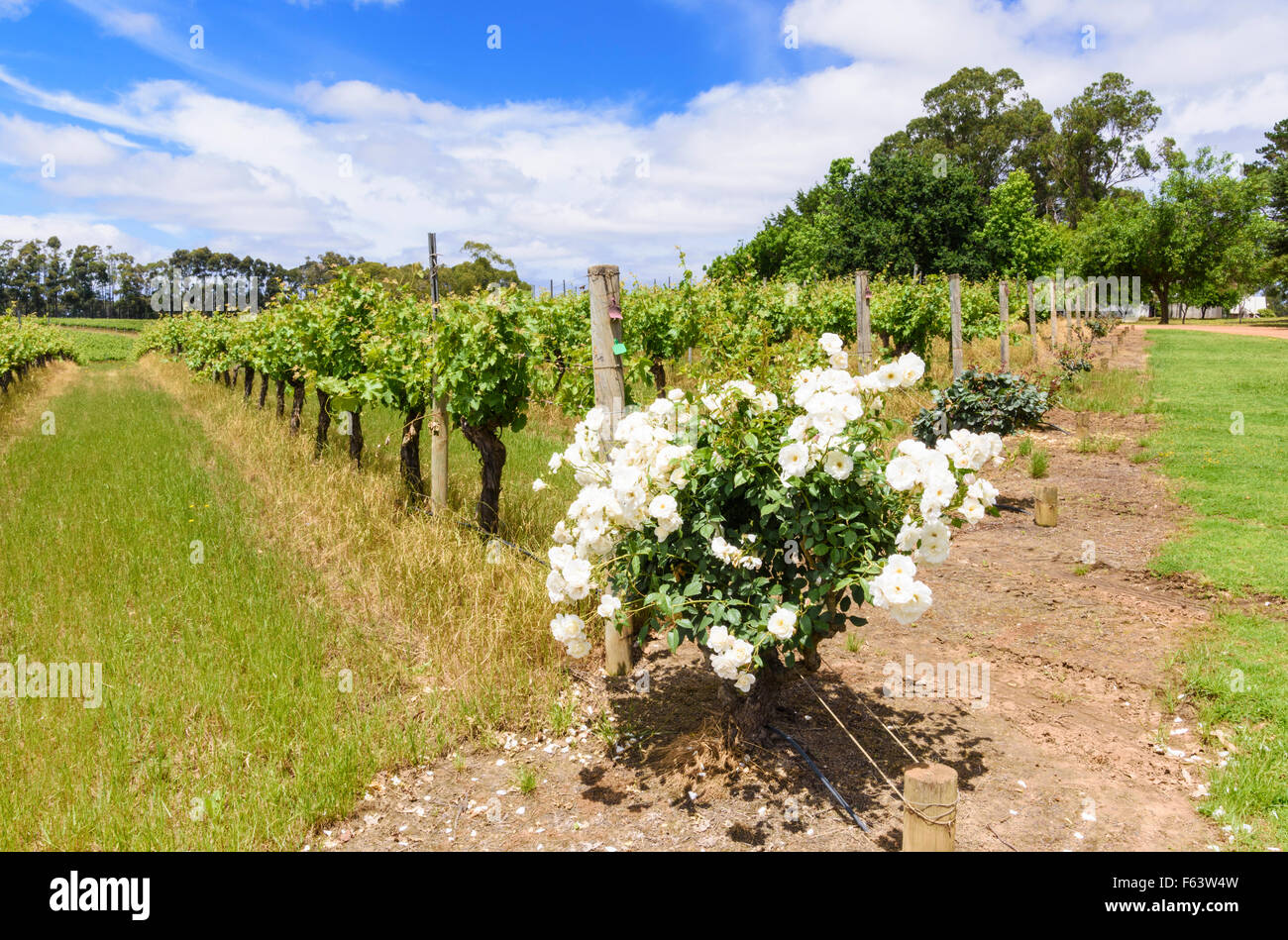 Weinreben in Heu vergossen Hill Winery in Wilyabrup in der Margaret River Region von Western Australia Stockfoto