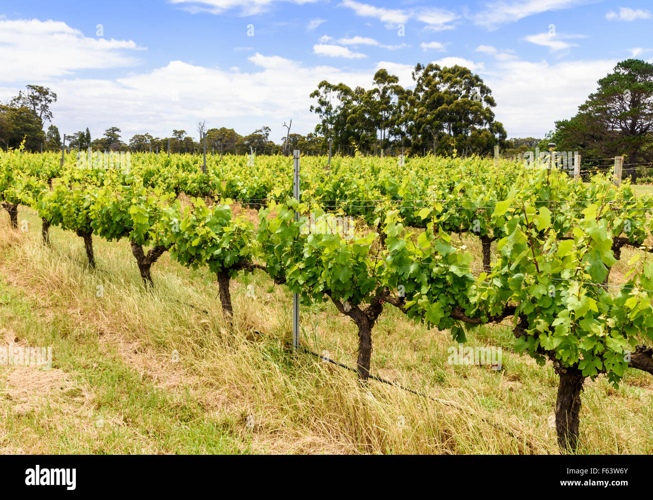 Weinreben im Heu Schuppen Hill in Wilyabrup in der Margaret River Region von Western Australia Stockfoto