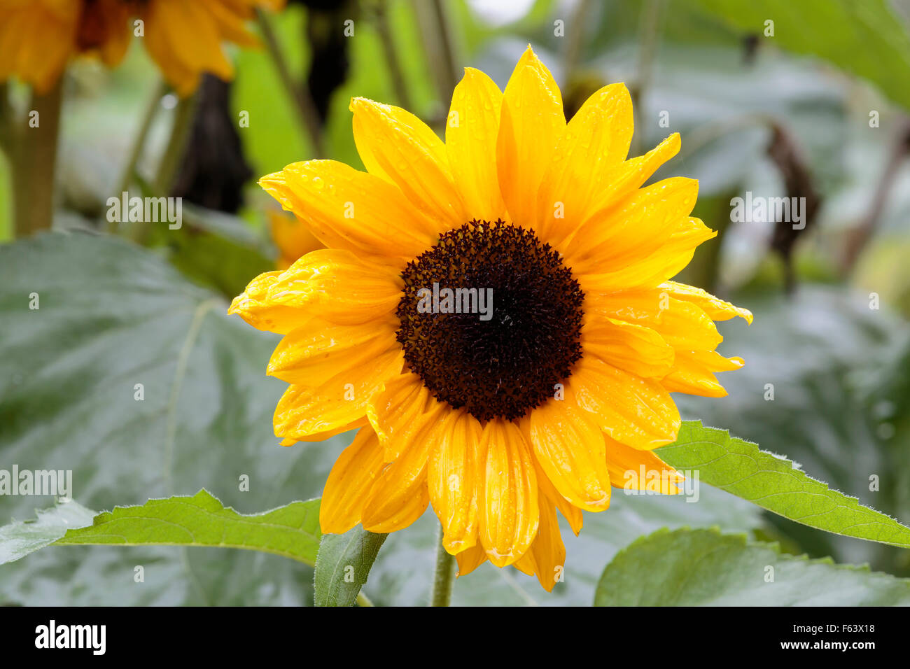 Sonnenblume Nahaufnahme mit Regentropfen Stockfoto