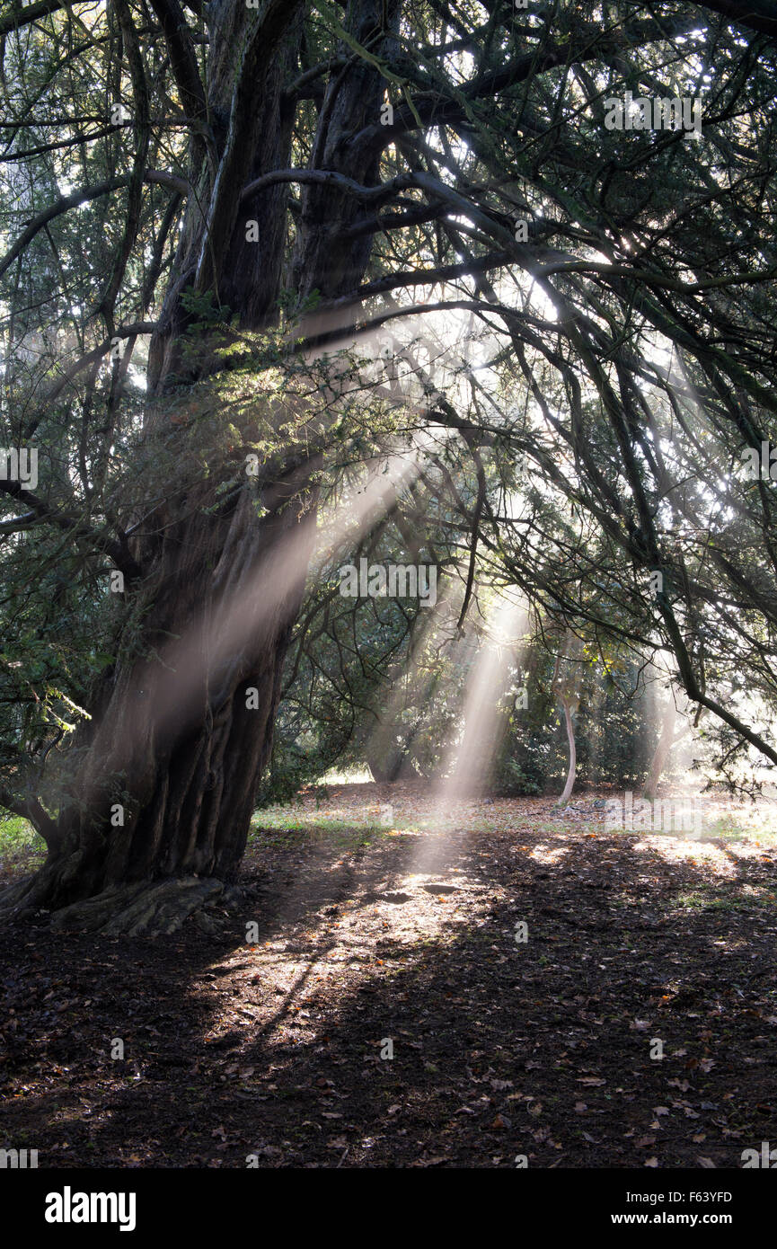 Eibe Baum, Sonnenstrahlen und Herbst Nebel im Westonbirt Arboretum, Gloucestershire, England Stockfoto