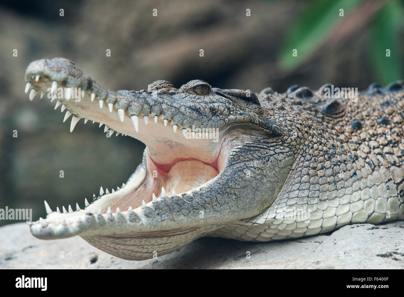 Salzwasserkrokodil, Crocodylus Porosus, (C), Aalen, Gähnen, Auge, Mund und Zähne, Asien zeigen. Stockfoto