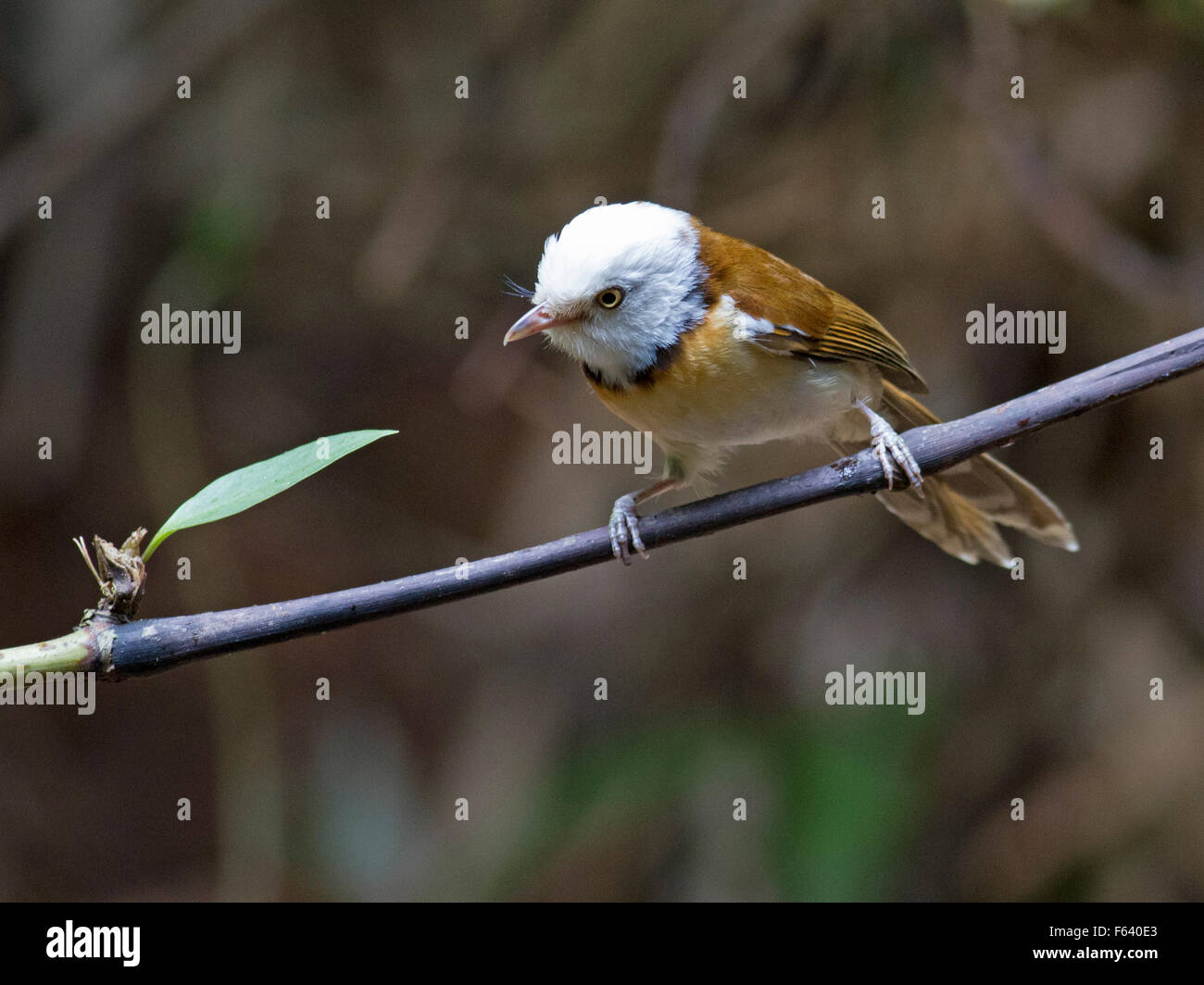 Eine weiße Kapuzen Babbler thront auf einem Bambus-Zweig im Wald in Nord-Thailand Stockfoto
