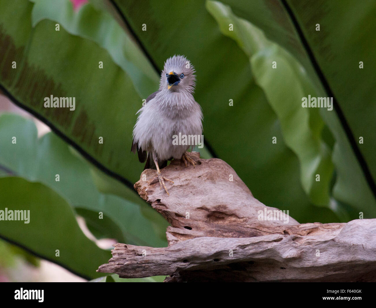 Ein unheimlich aussehende Kastanie-angebundene Starling auf einem Baumstamm in einem Garten von Bangkok. Stockfoto