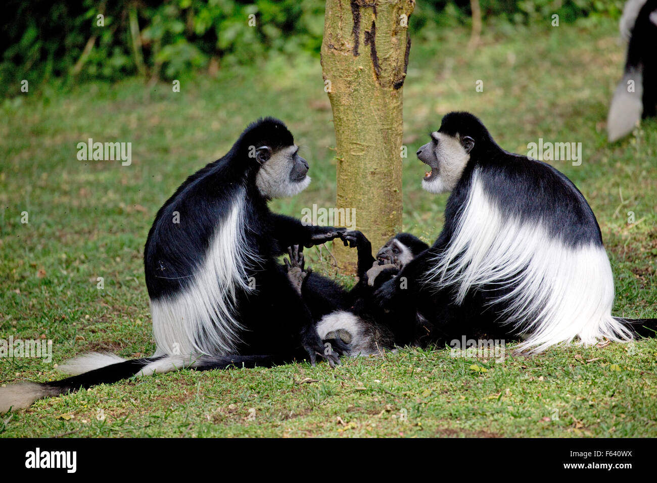 zwei Colobus-Affen sitzen streiten sich um Youngster Colobus Guereza Elsamere Naivasha, Kenia Stockfoto