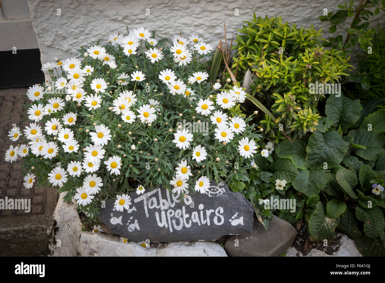 Argyranthemum, Marguerite Daisy Stockfoto