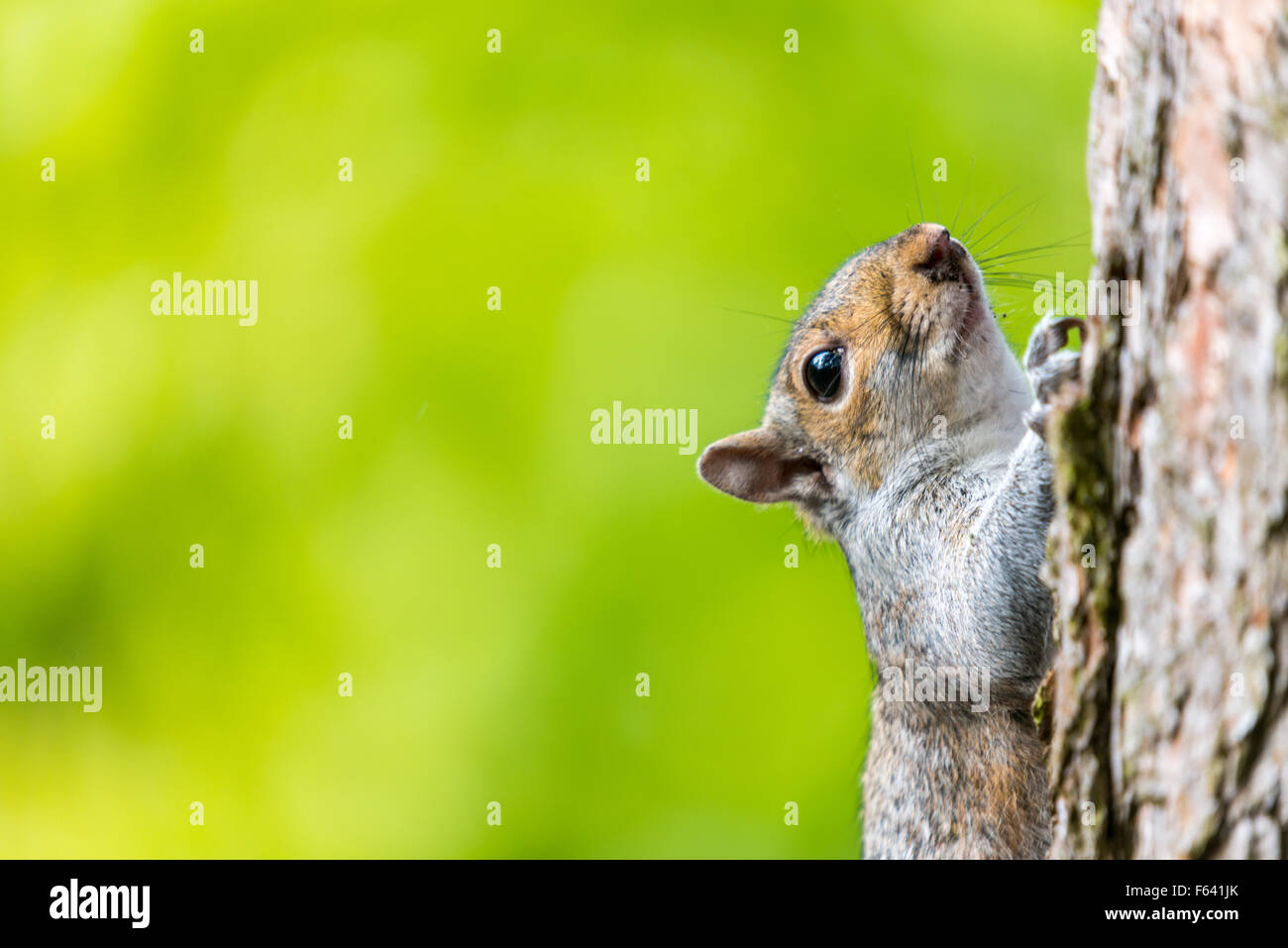 Eichhörnchen Kletterbaum Stockfoto