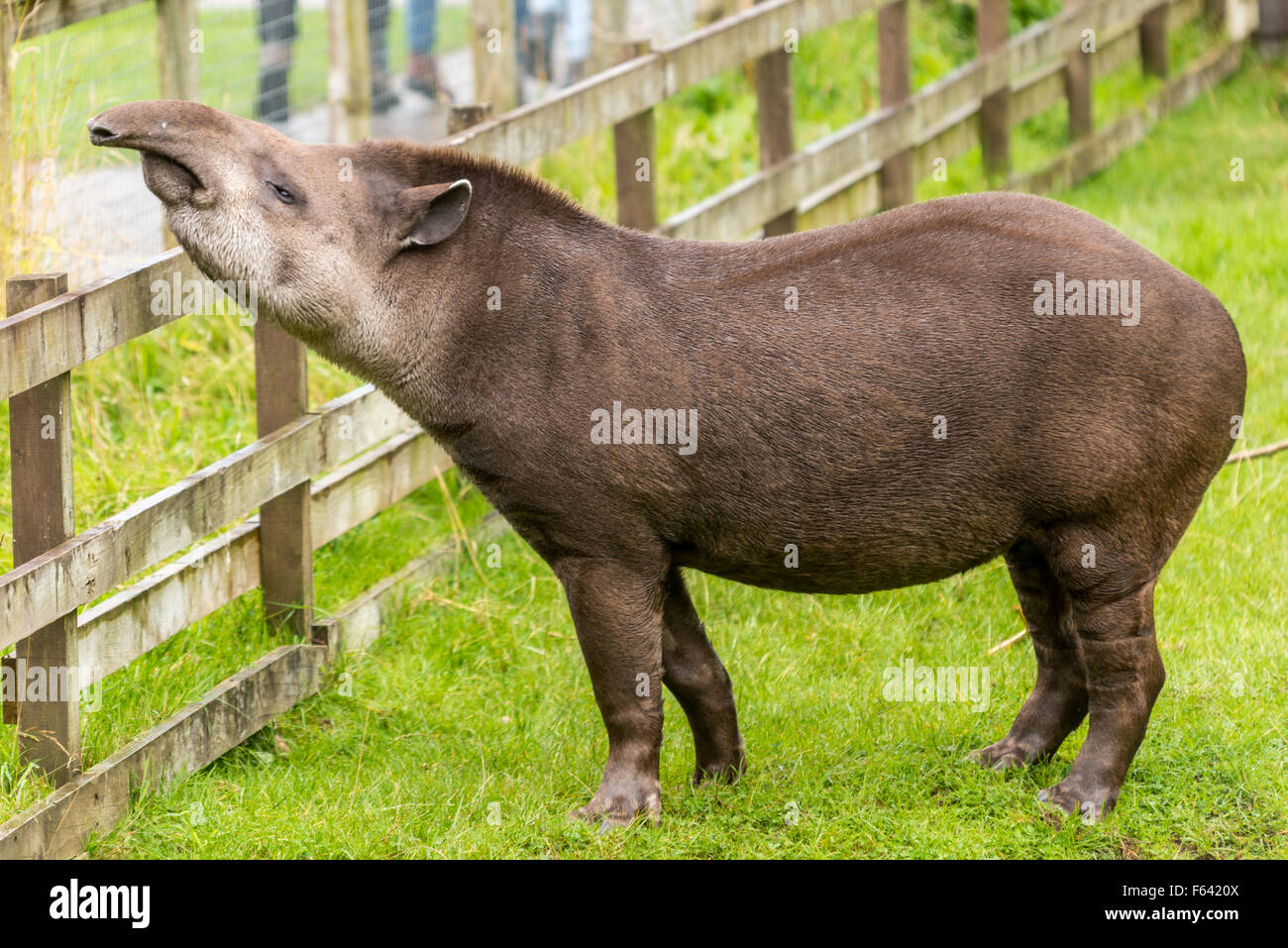 Tapir am Zaun Stockfoto