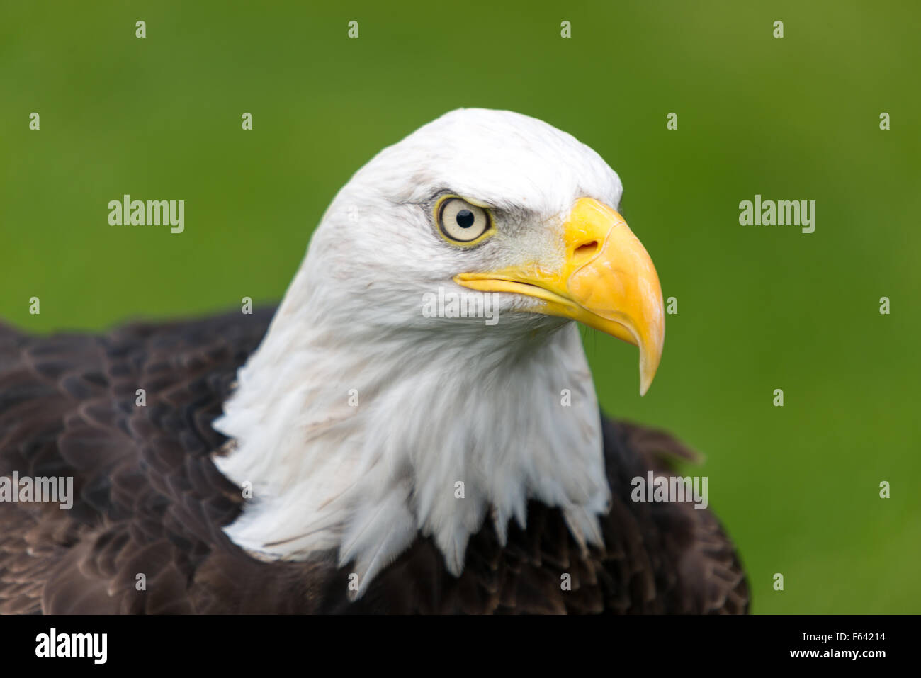 Weißkopf-Seeadler Kopf und Schnabel Stockfoto