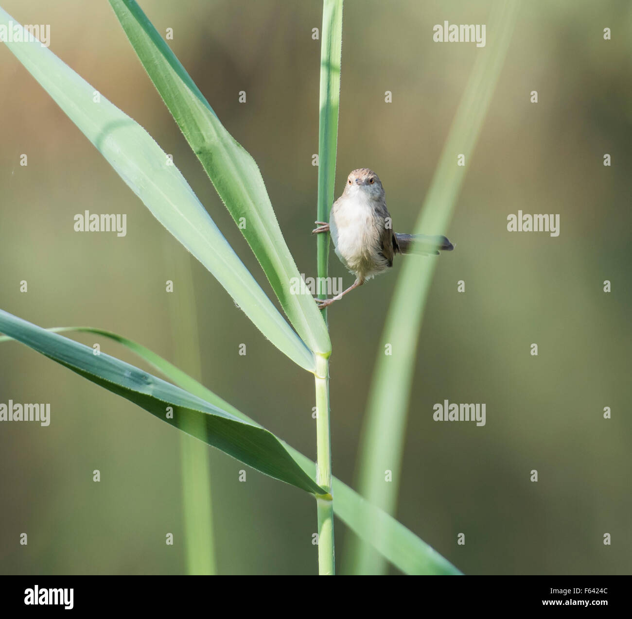 Anmutige Warbler Prinia Gracilis thront auf Grashalm Stockfoto