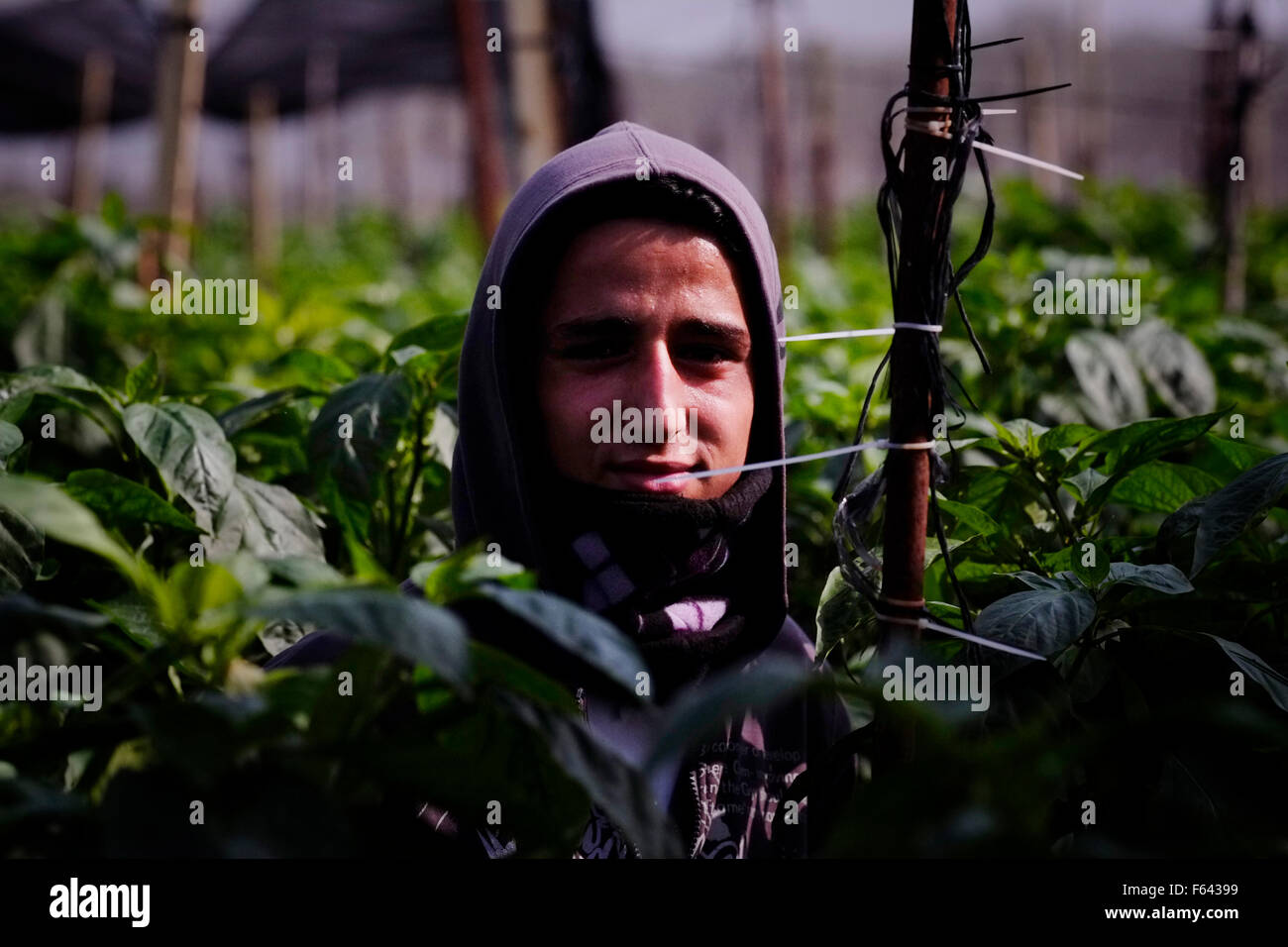 Jordan Valley, West Bank. 11. November 2015. Palästinensischen landwirtschaftlichen Arbeitnehmer in einem israelischen Besitz Gewächshaus die wächst Paprika für den Export in Netiv Hagdud jüdische Siedlung in den Jordan Valley West Bank, Israel am 11. November 2015. Exekutive der Europäischen Union am Mittwoch legte Leitlinien für die Kennzeichnung von Produkten aus israelischen Siedlungen in den besetzten palästinensischen Gebieten. Credit: Eddie Gerald/Alamy leben Nachrichten Stockfoto