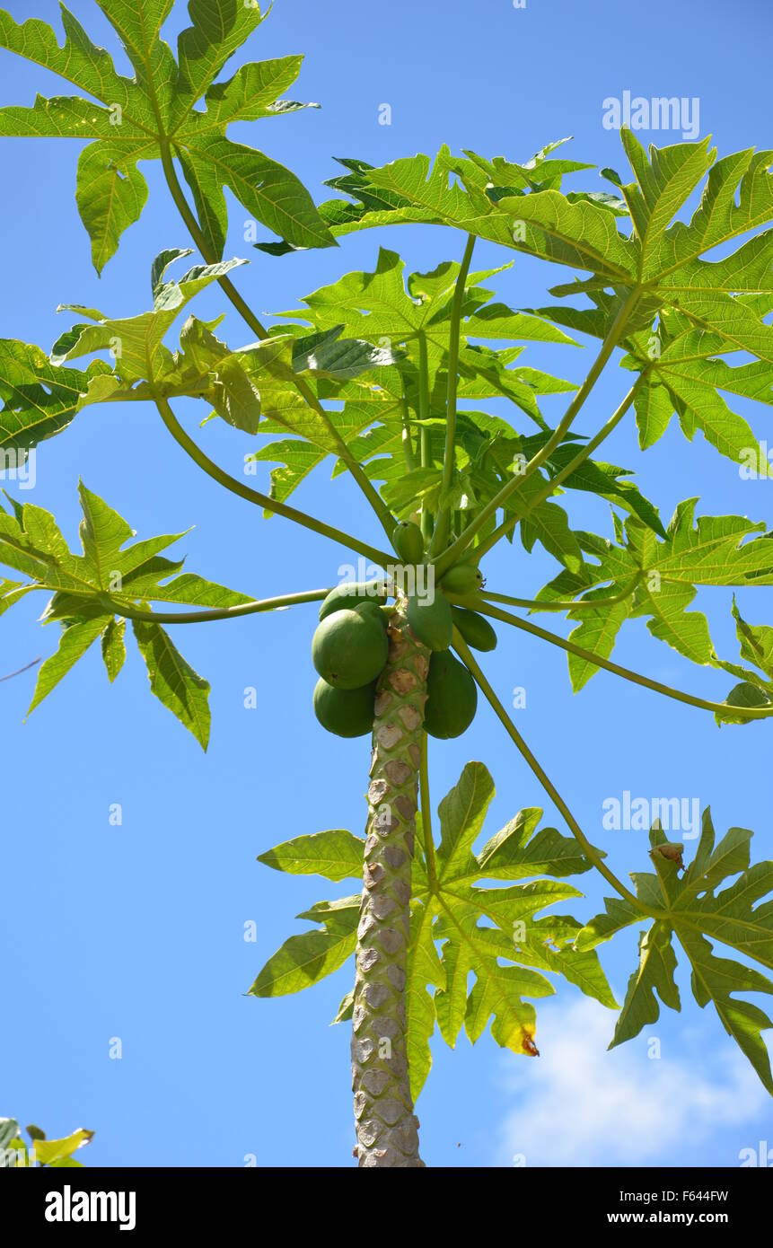 Papayabaum Stockfoto