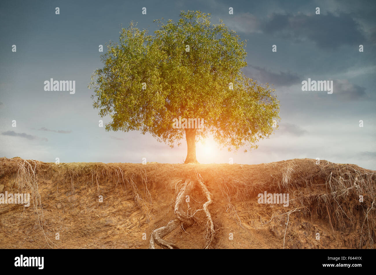 Baum im Spätsommer mit Feld Stockfoto