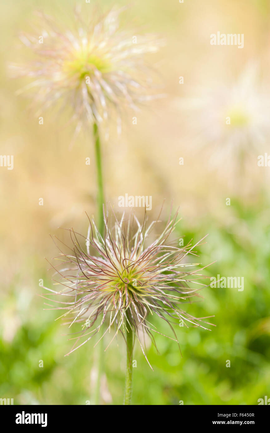 Samenkorn-Köpfe der Europäischen Küchenschelle Stockfoto