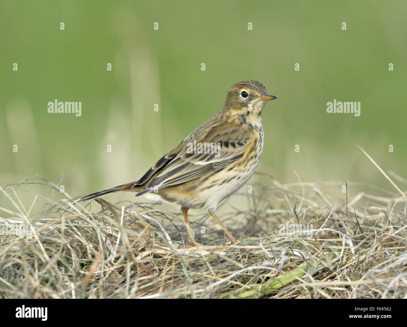 Wiese Pieper - Anthus pratensis Stockfoto