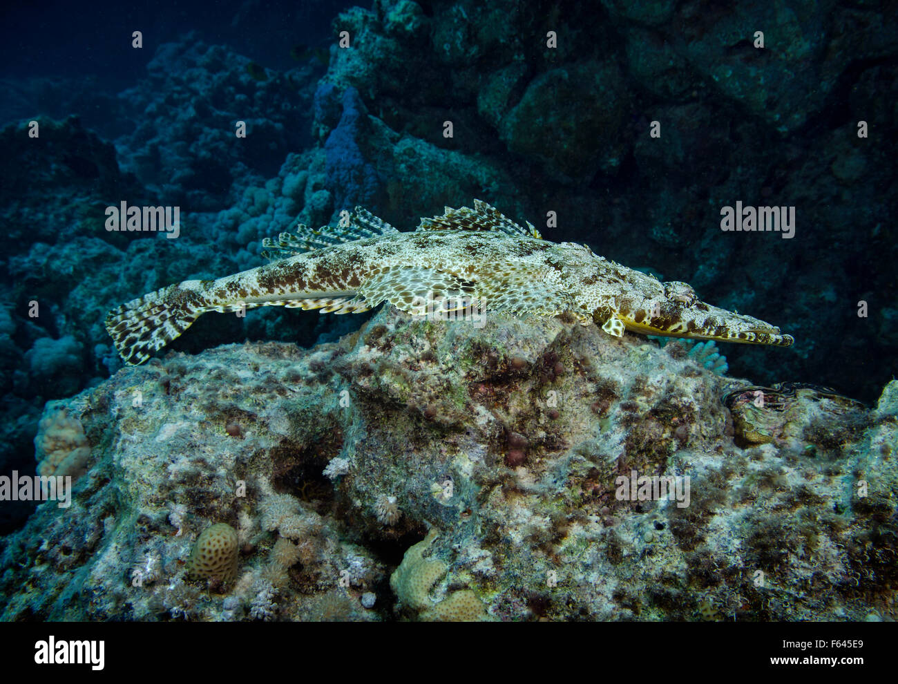 Reef crocodile Fotos und Bildmaterial in hoher Auflösung Alamy