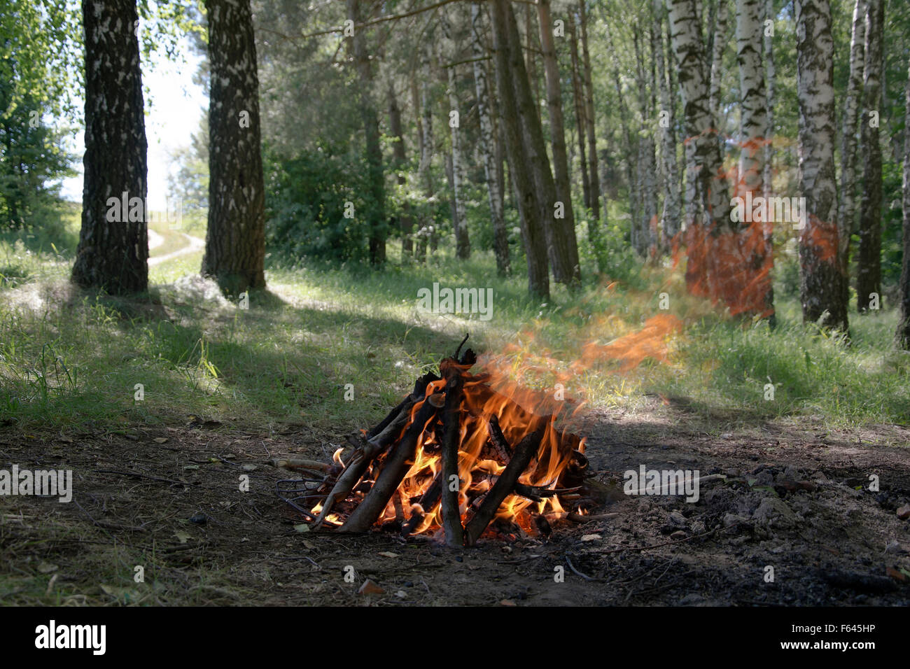 Das Feuer im Wald im Sommer Stockfoto