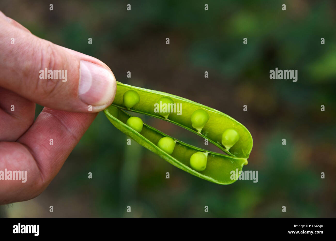 Pod Reife grüne Erbsen in der hand Stockfoto