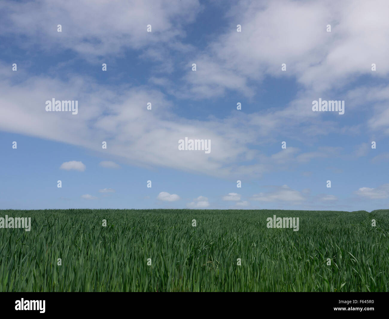 Feld und Himmel.  Flauschige weiße Wolken schwebend in einem strahlend blauen Himmel mit lebendigen Grasgrün unten. Stockfoto