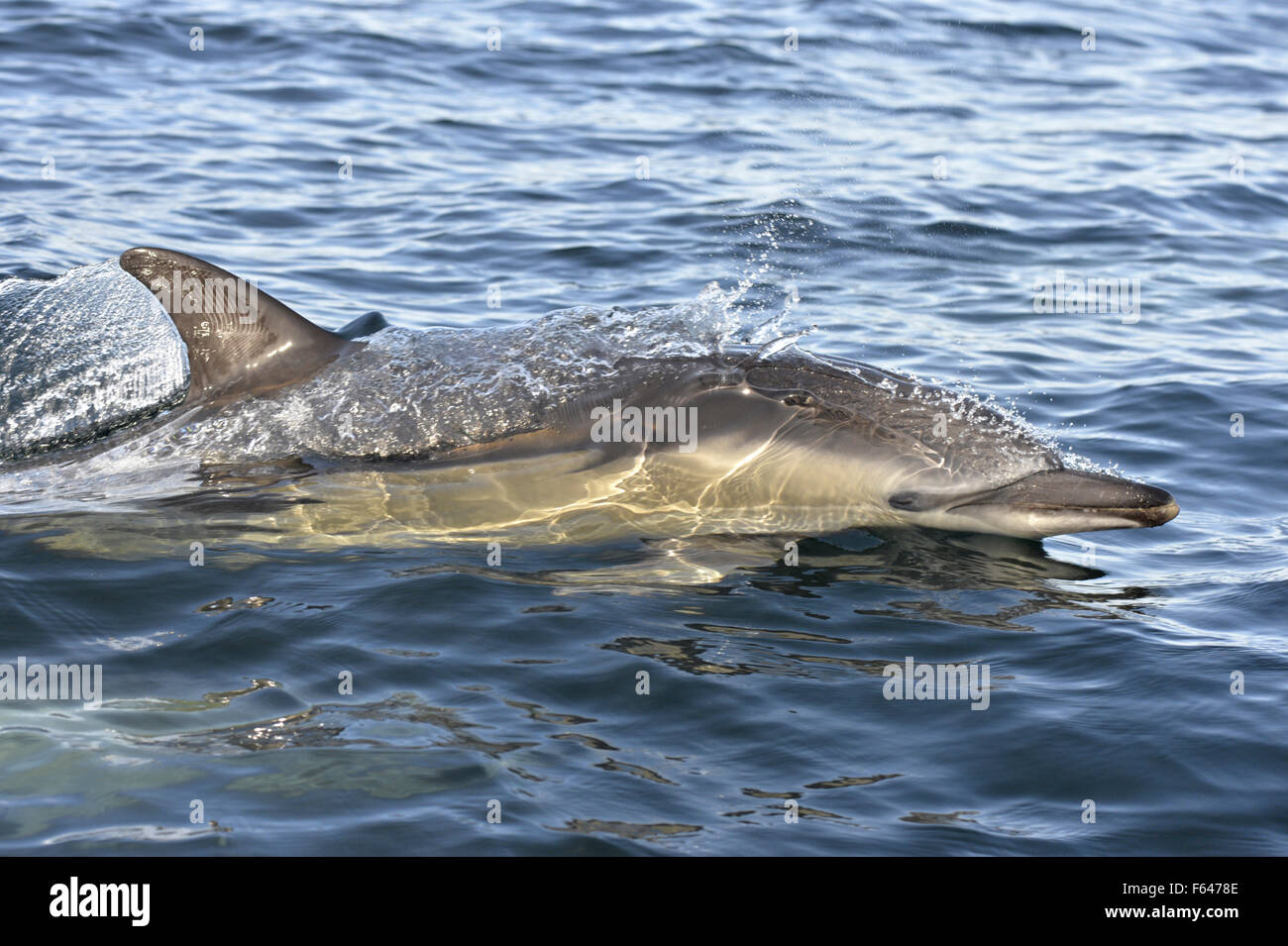 Kurzer Schnabel Gemeiner Delfin - Delphinus delphis Stockfoto
