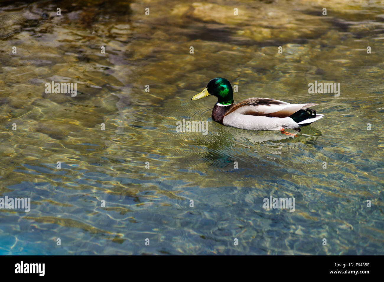 männliche Stockente in Bewegung mit Grün poliert Kopf in Bruce Peninsula National Park, Ontario, Stockfoto