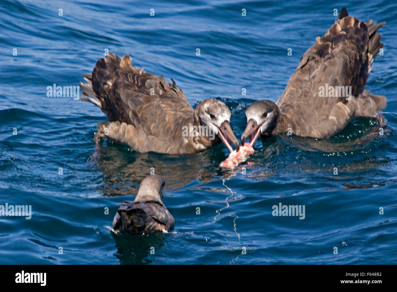 Schwarz – Schwarzfuß Albatros, Phoebastria Nigripes Essen Stockfoto