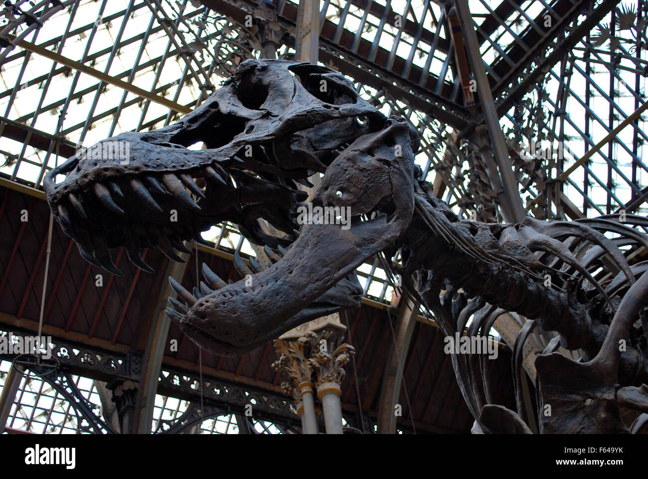 Tyrannosaur Kopf Oxford University Museum of Natural History Stockfoto