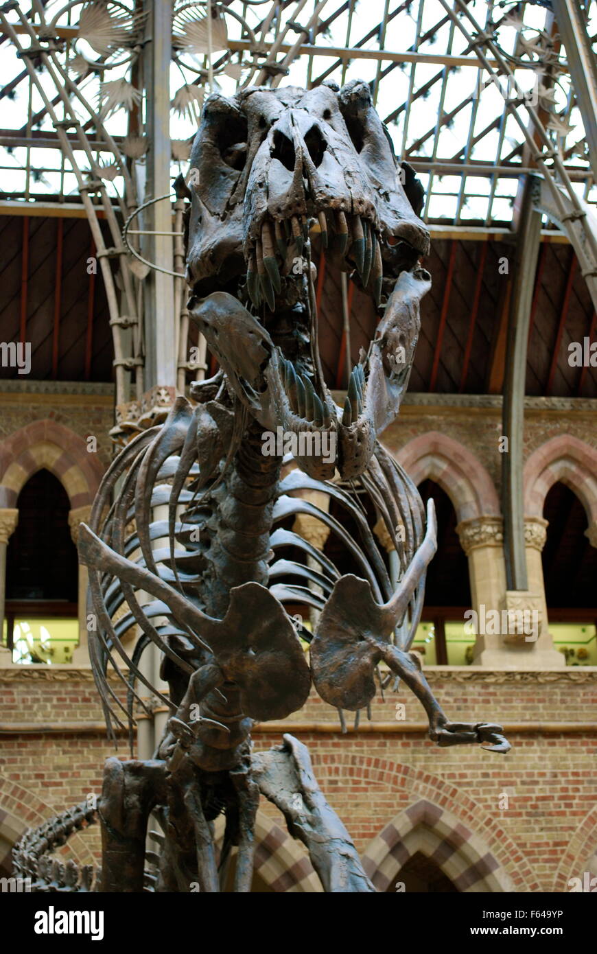 T-Rex im Oxford University Museum of Natural History Stockfoto