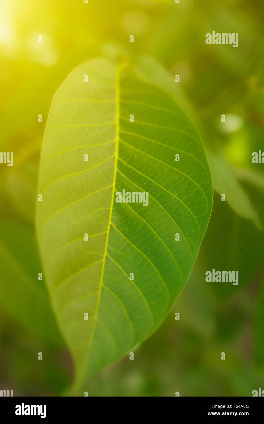 grüne frische Blatt Hintergrund Stockfoto