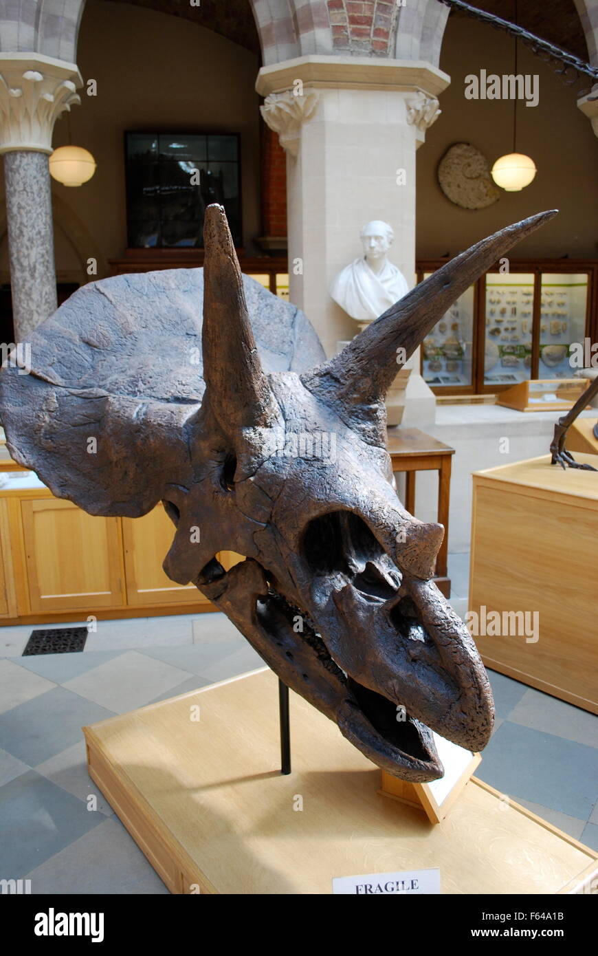 Triceratops Schädel. Oxford University Museum of Natural History Stockfoto