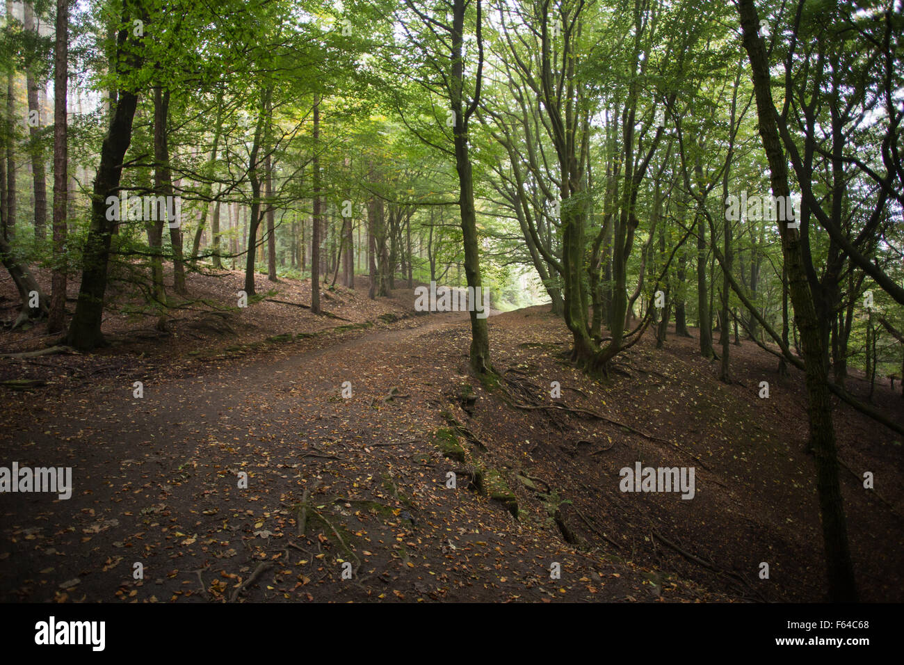 Weg durch Tockholes Woods, Roddlesworth Woods im Herbst Stockfoto