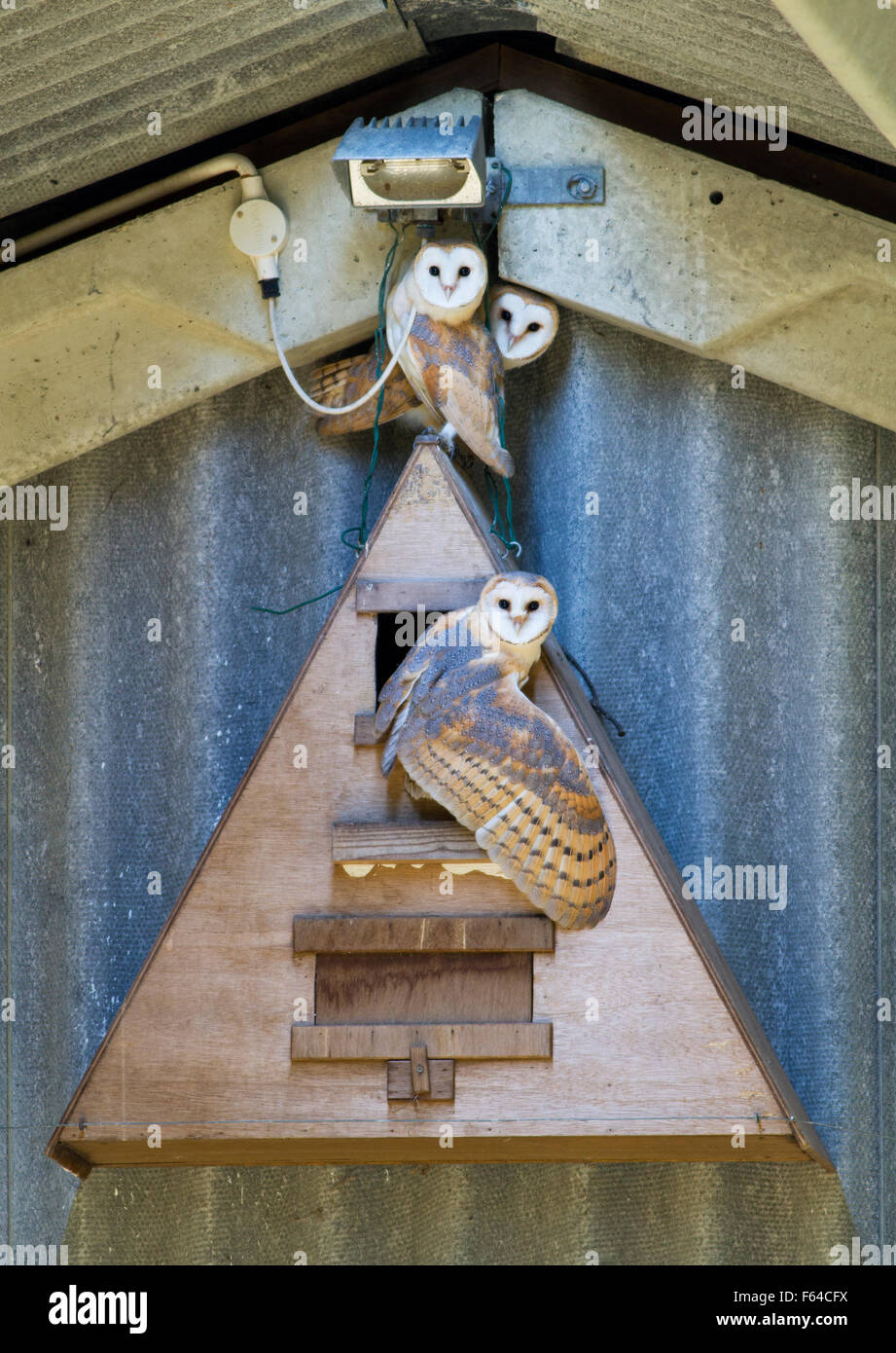 Schleiereule (Tyto Alba) Erwachsenen und jungen am hölzernen Nest box im Stall, West Sussex, UK Stockfoto