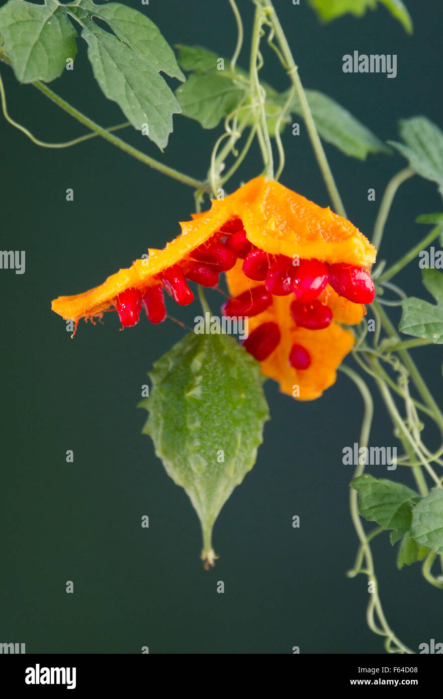 BALSAM Apfel, BALSAMBIRNE, BITTERMELONE oder afrikanische Gurke (Momordica Balsamina) Fort Myers, Florida, USA. Eingeführte Arten. Stockfoto