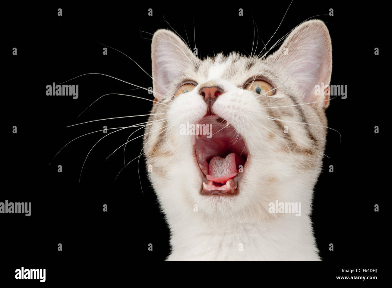 Tabby Kätzchen schreien. Isoliert auf schwarz Stockfoto