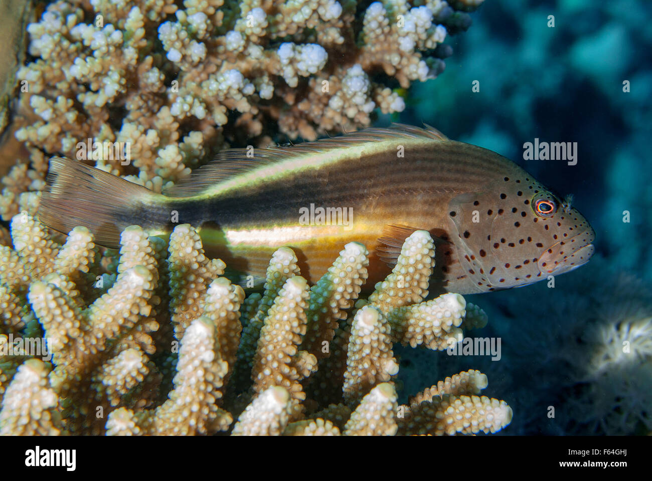 Blackside Hawkfish, Paracirrithes Forsneri, Cirrhitidae, Rotes Meer, Sharm el-Sheikh, Ägypten-r Stockfoto