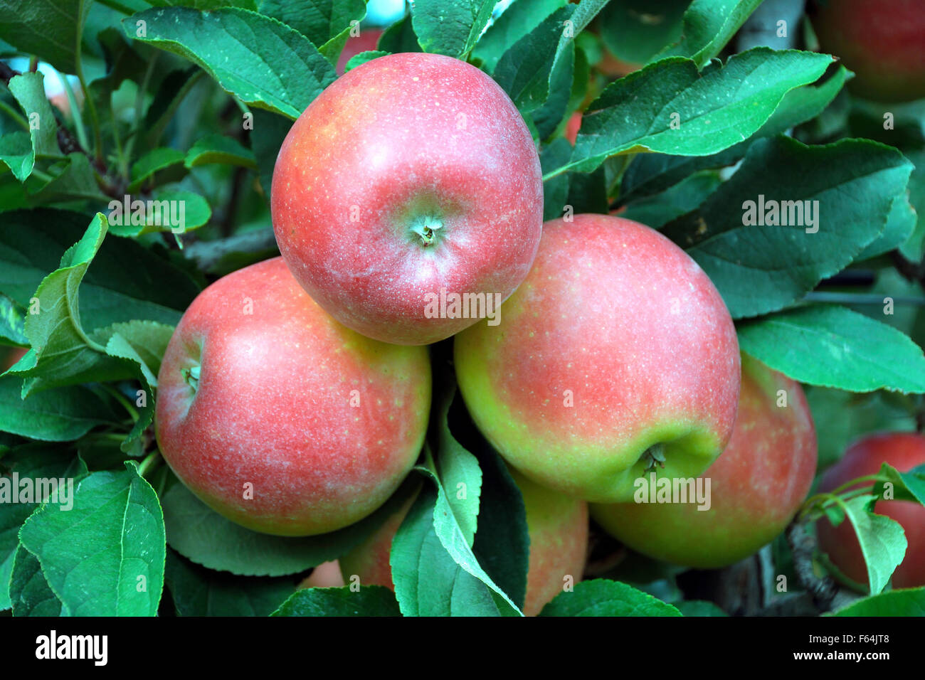 Ernten Sie die Reifen Äpfel aus der Frucht-Anbaufläche in Südtirol - Italien. Stockfoto