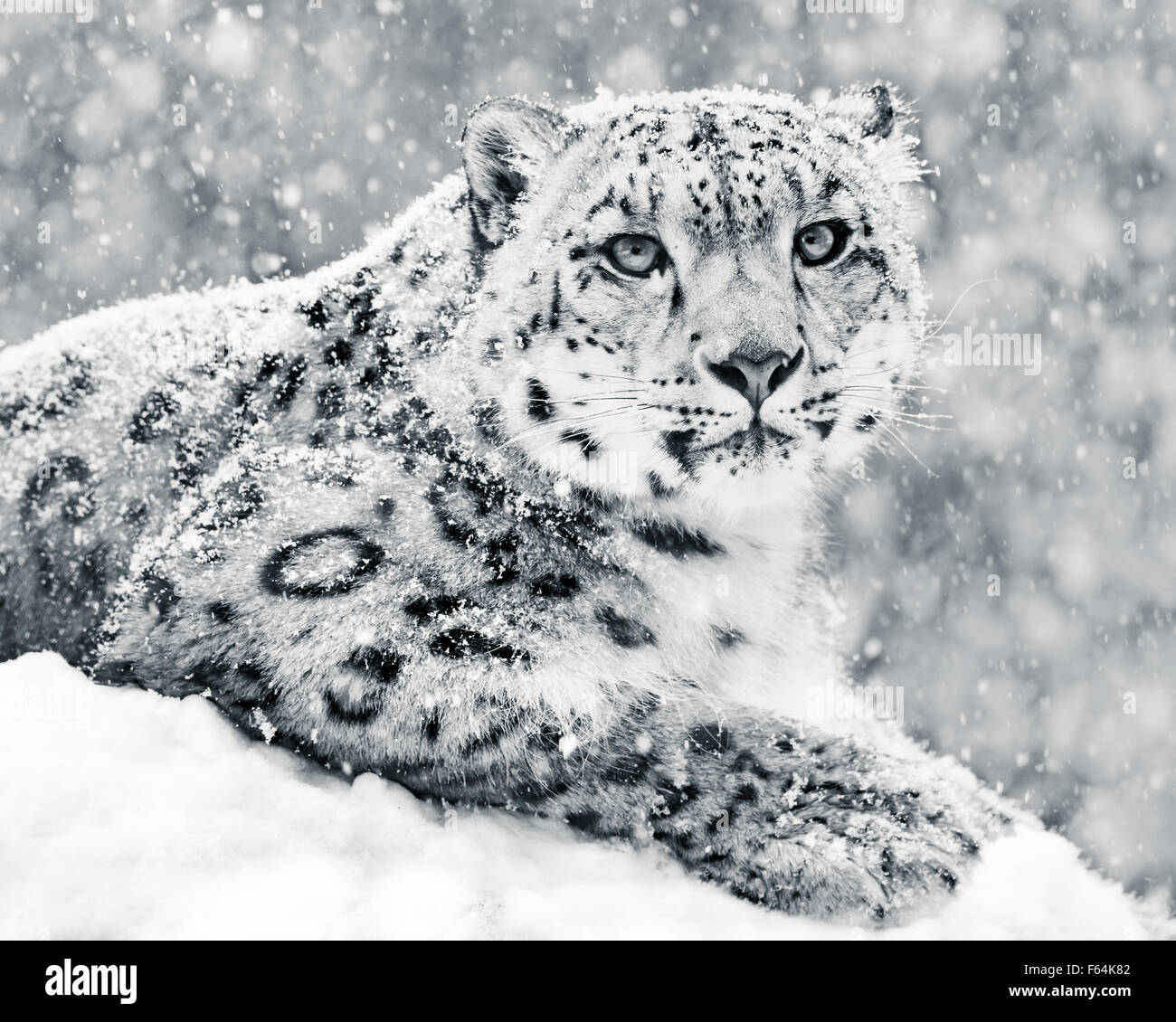 Frontale Portrait von Snow Leopard im Schneesturm Stockfoto