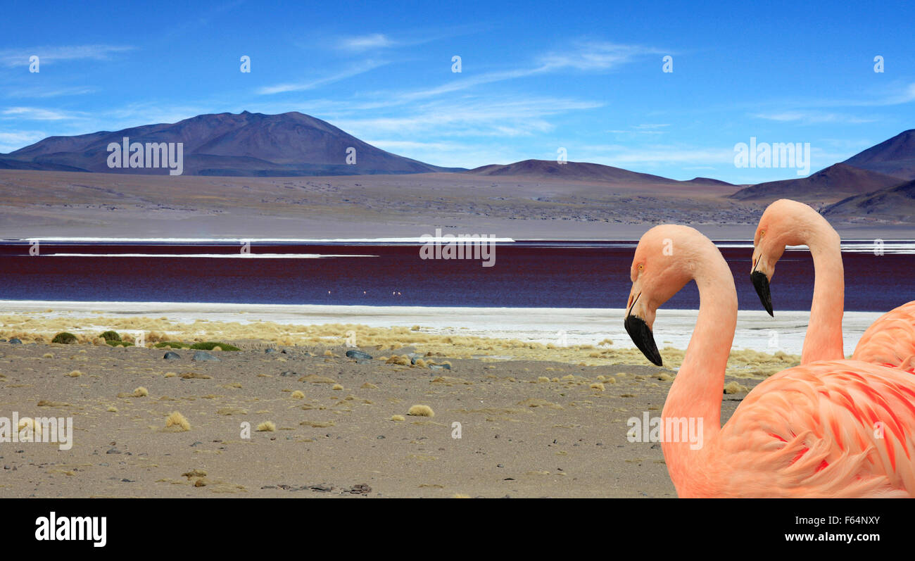 Die roten Seen in Bolivien und flamingos Stockfoto