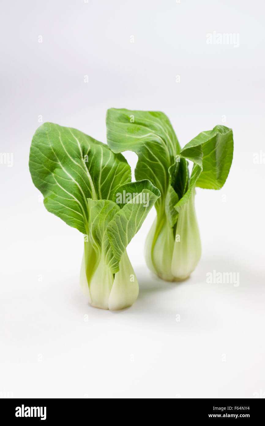 Brassica Rapa. Getrimmt und gewaschenen Mini Pak Choi auf weißem Hintergrund. Stockfoto