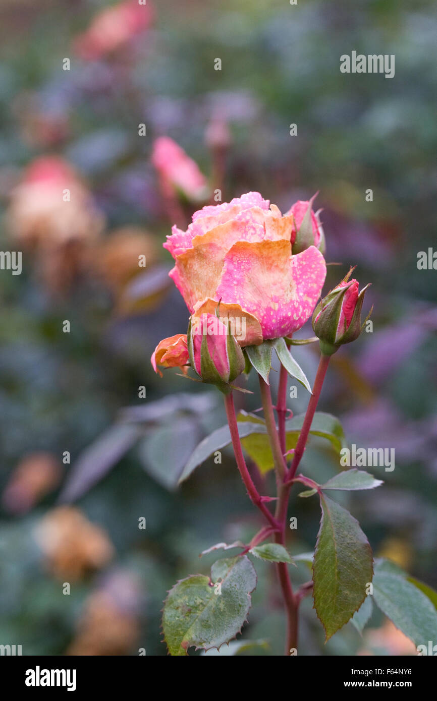 Wasserschäden Sie an Rosen. Stockfoto