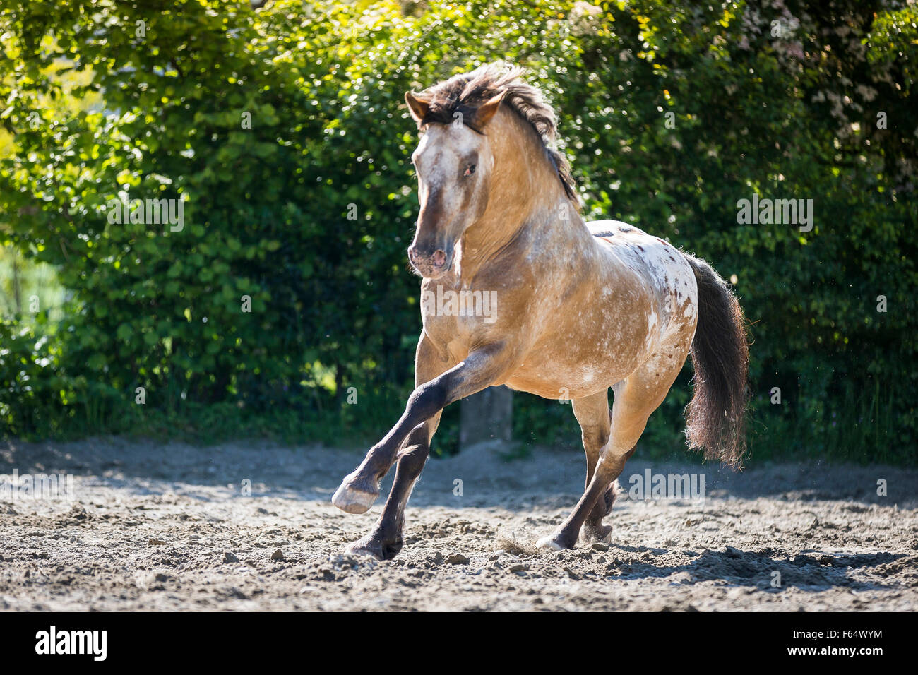 Appaloosa. Dun Leopard gesichtet Pferd im Galopp in einem Paddock. Schweiz Stockfoto