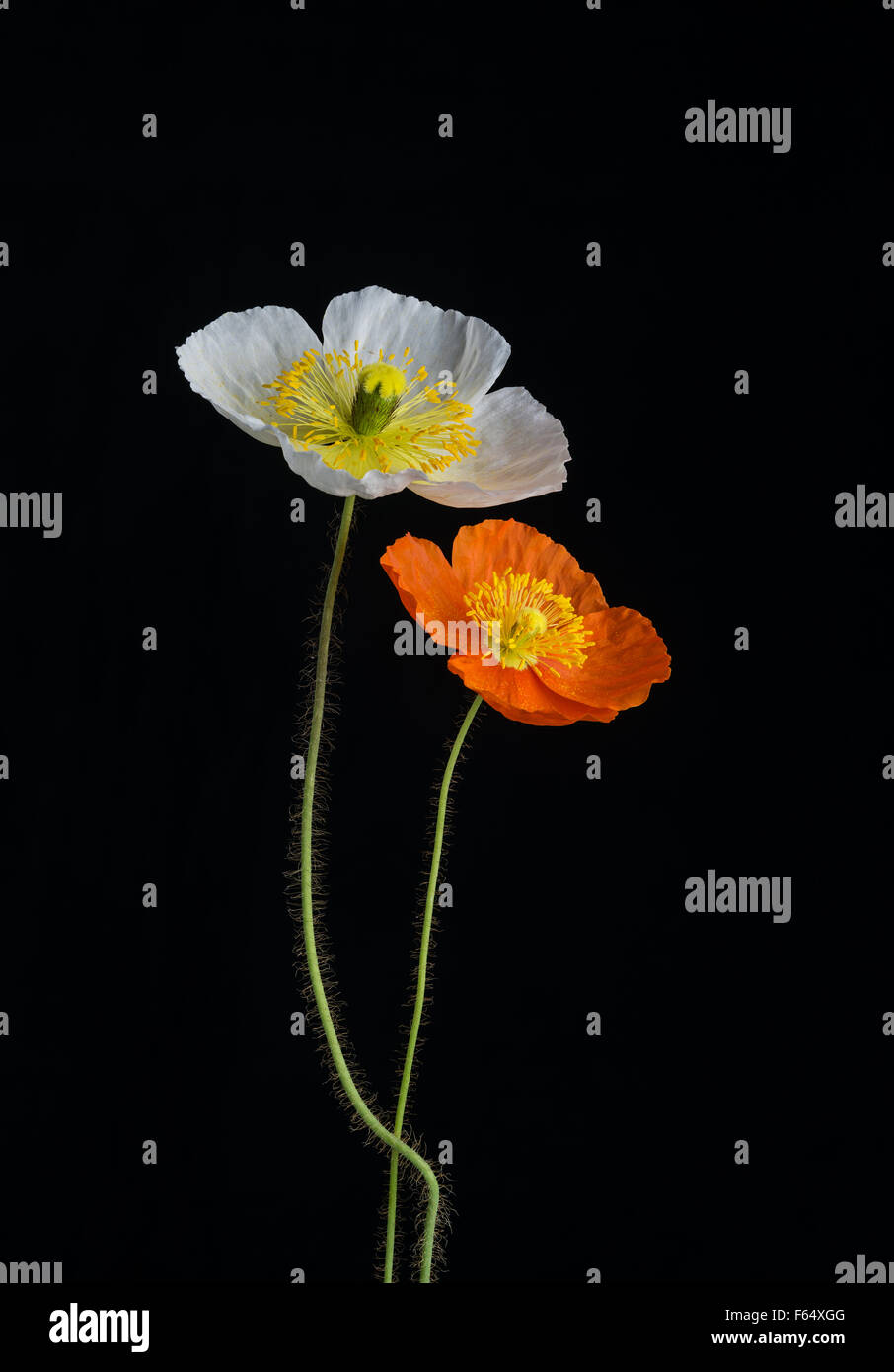 weiß und orange Mohn Blumen auf schwarzem Hintergrund Stockfoto