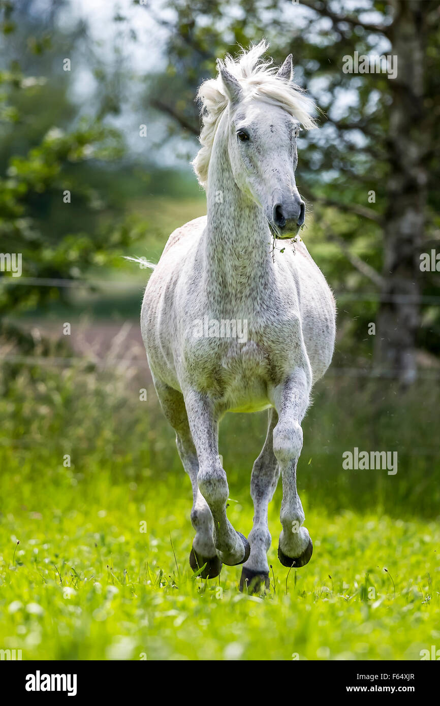Arabische Pferd, Arabisches Pferd. Senior grauer Hengst im Galopp auf der Weide. Schweiz Stockfoto