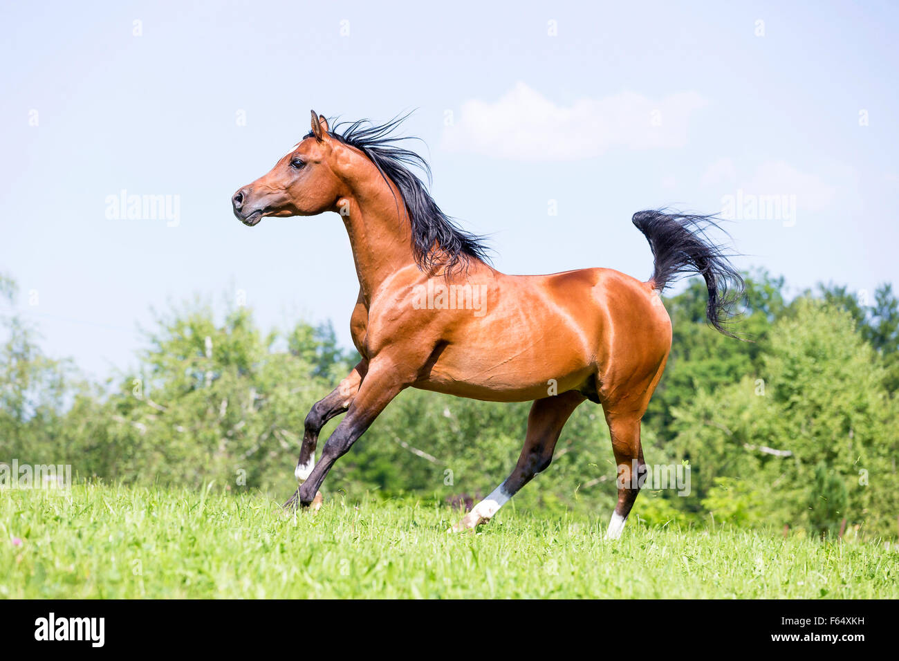 Arabische Pferd, Arabisches Pferd. Bucht Hengst im Galopp auf der Weide. Schweiz Stockfoto